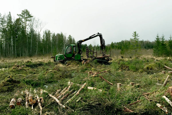 Baltisk Skov